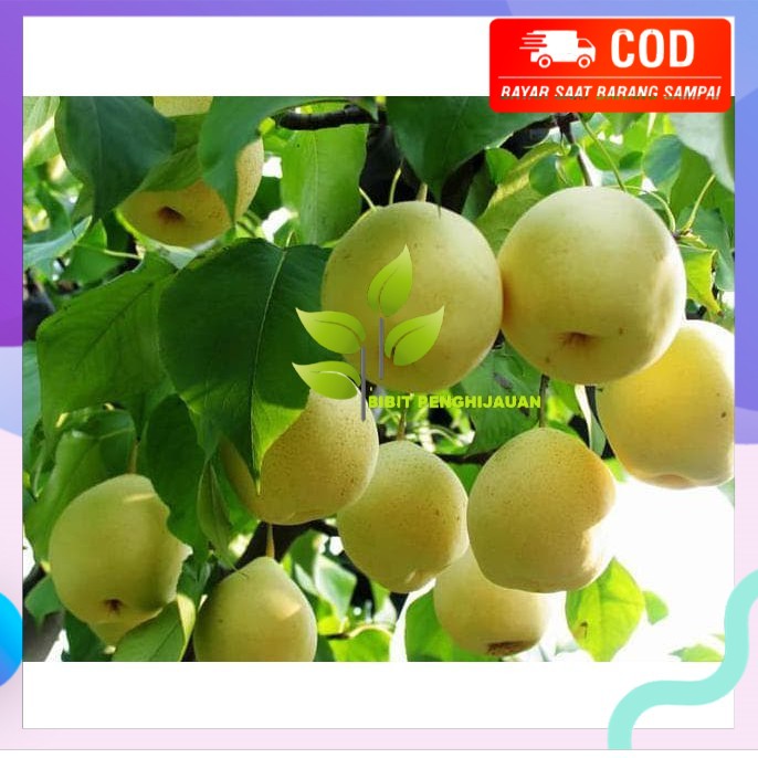 Dm= Bibit Tanaman Buah Pear Nashi 60Cm **^