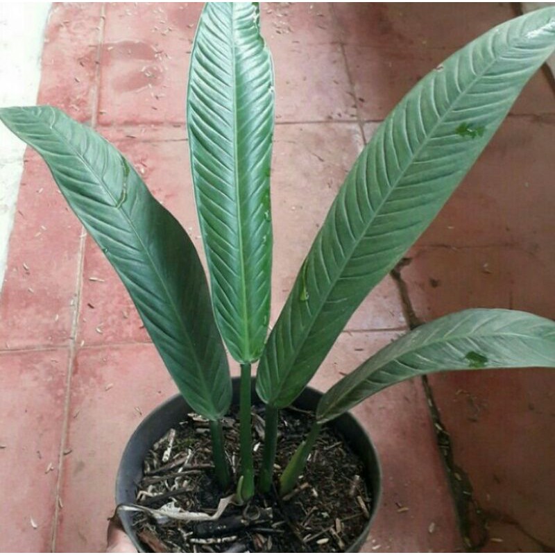 Tanaman Hias Philodendron Lynette - Bibit Tanaman Philodendron Lynette