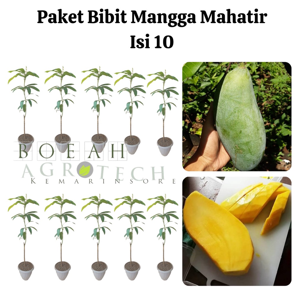 Paket Hemat Bibit Mangga Mahatir Okulasi Isi 10 Bonus Bibit Strawberry+Polibag