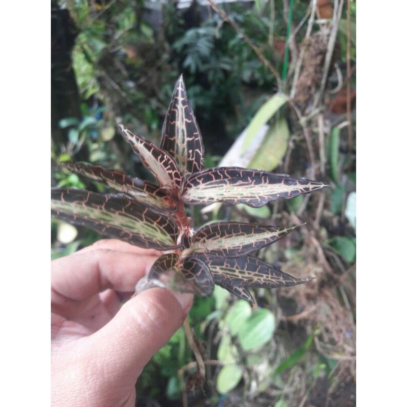 Anggrek hutan