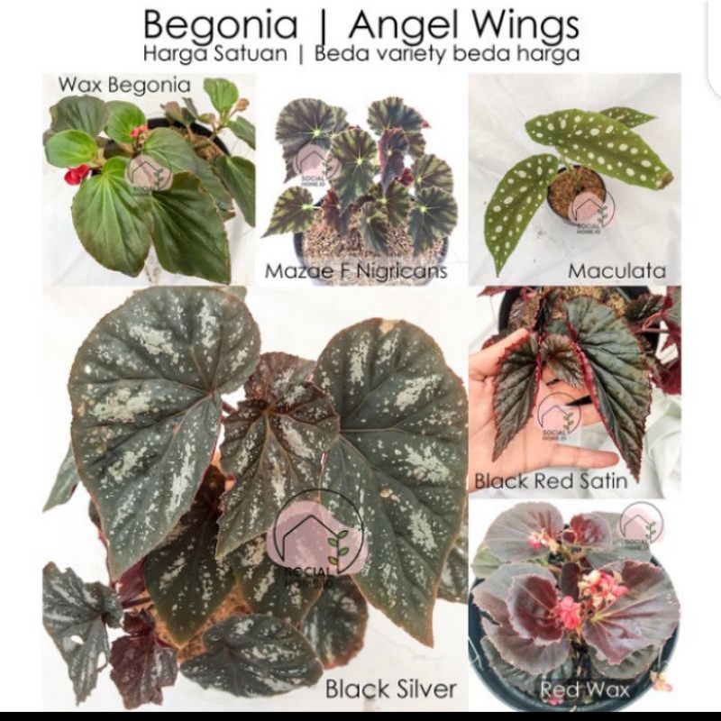 tanaman hias begonia / begonia polkadot manculata / wax begonia / mazae F nigricans / begonia black 