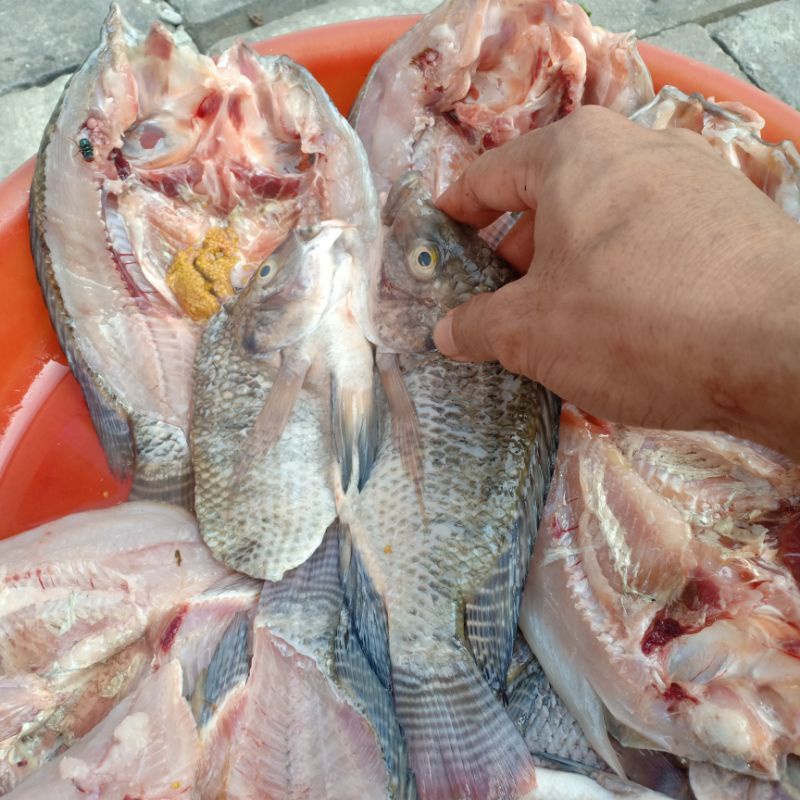 

500 gram ikan mujaer belah bersih siap masak
