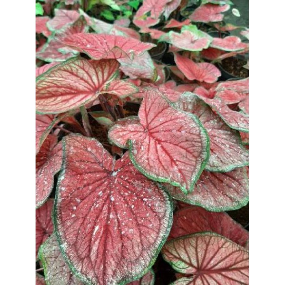 956 Bibit Caladium Keladi Hias Red Jaguar Murmer 8w2 Shopee Indonesia