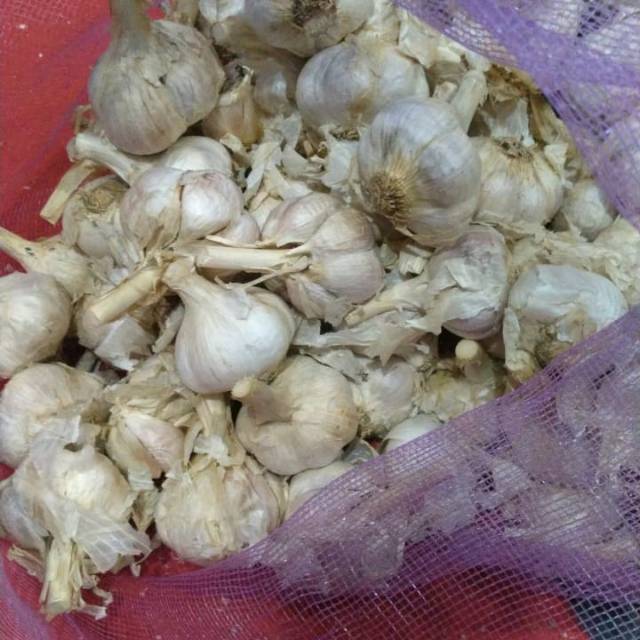 

Bawang kating
