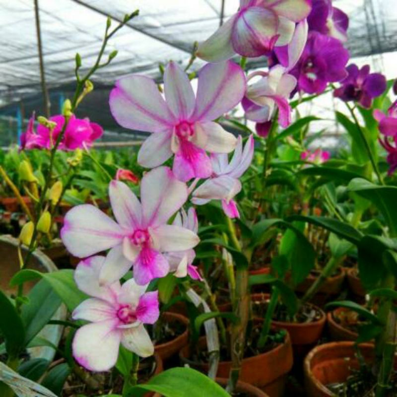 Anggrek dendrobium sudah spaike/berkenop bunga