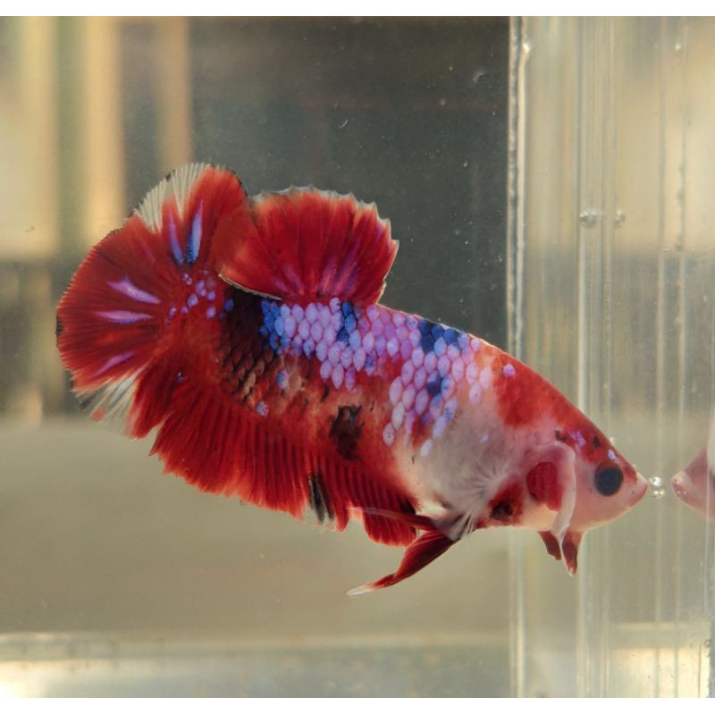 CUPANG HIAS KOI GALAXY NEMO GALAXY FULLBLOCK