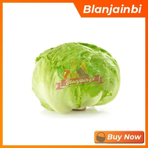

Lettuce Iceberg Bandung Area