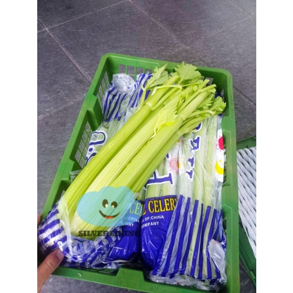 

RB CELERY STICK SELEDRI STIK IMPORT CHINA PER 10 KG