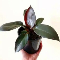Tanaman Hias Philodendron Red Congo / Philo Red Congo Compacta / Philo Red Congo
