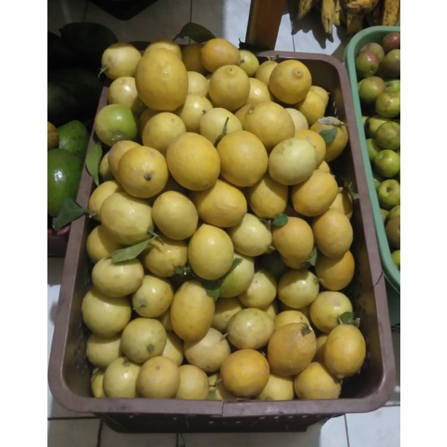 

jeruk lemon fresh