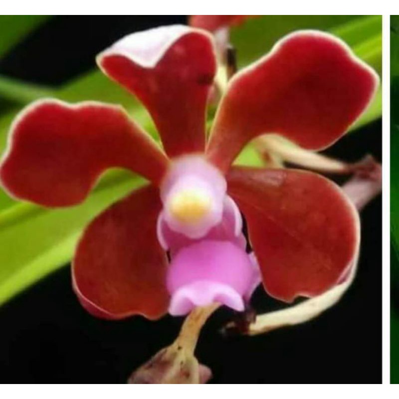 anggrek vanda limbata pantai