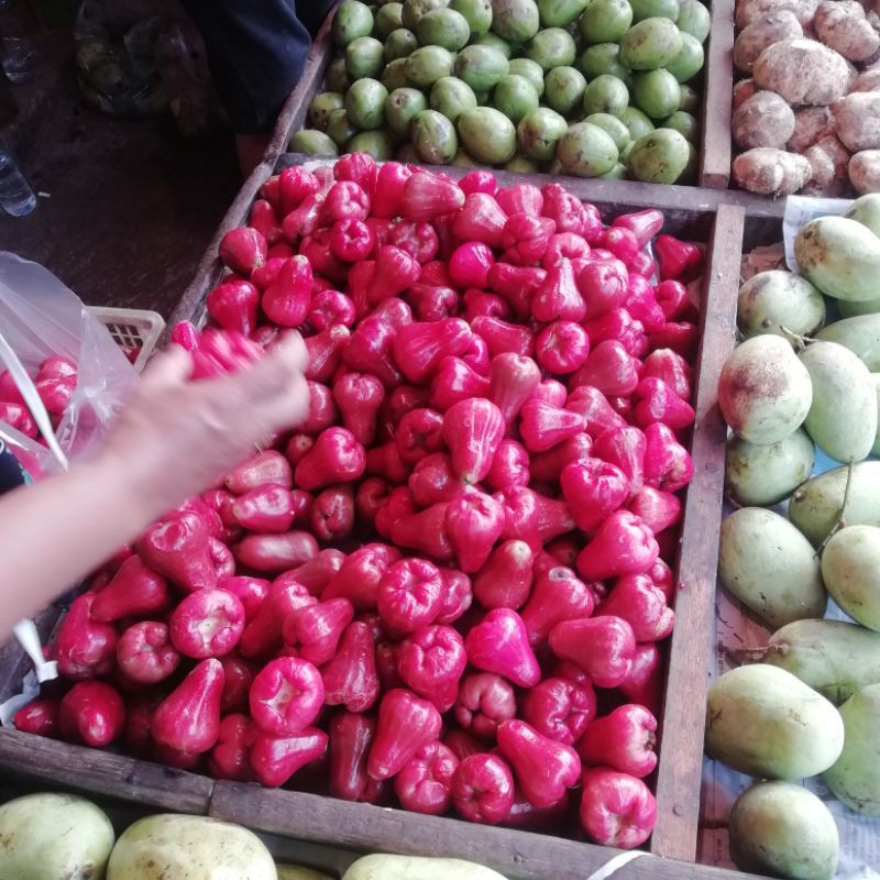 

jambu air buat rujak 500gr