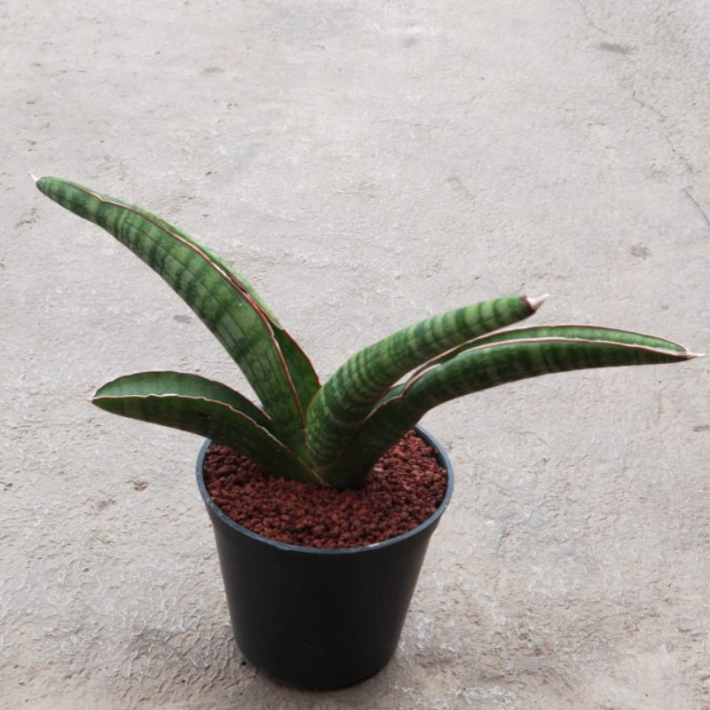 sansevieria personi