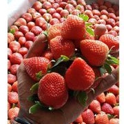

Strawberry Korea Jumbo import