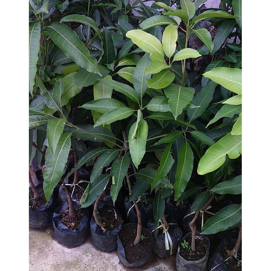 Bibit Buah Mangga Mahachanok Pelangi *_@