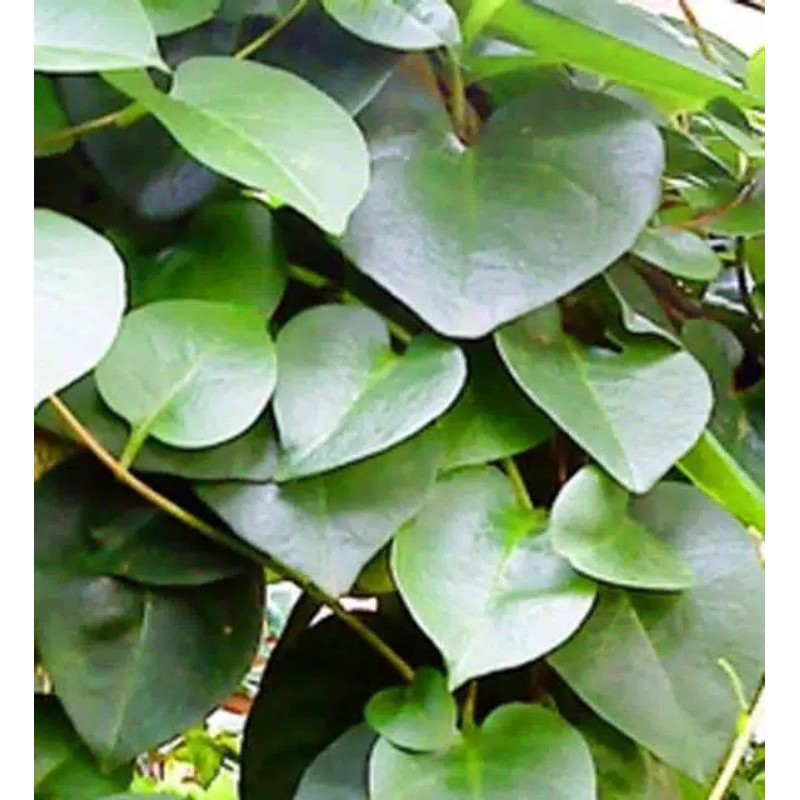 

[500gr] Daun Binahong fress tnp Pestisida//Herbal Murah