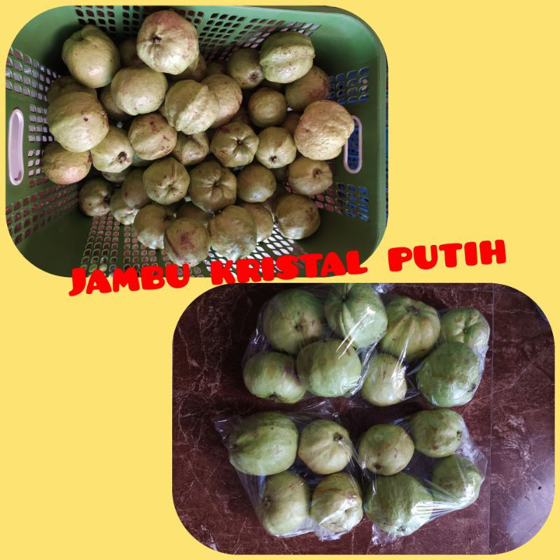 

Jambu kristal