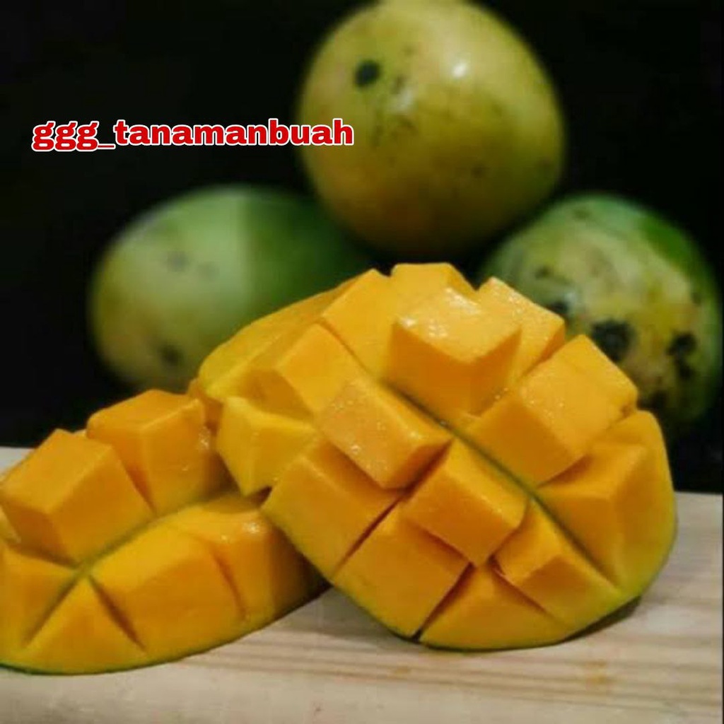 Bibit Mangga Harum Manis super cepat berbuah