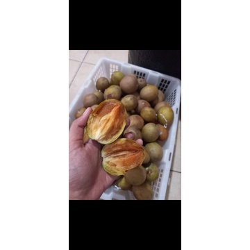 

SAWO. BUAH SAWO MADU. SAWO MANIS MATANG. SAWO KUNING