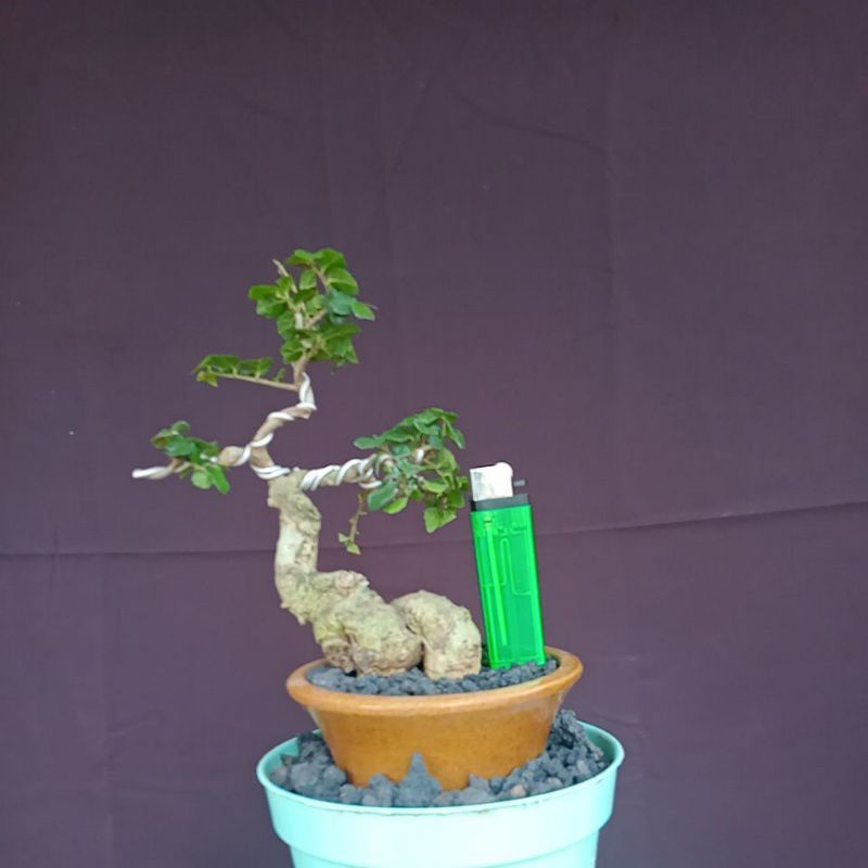 bonsai pohon serut