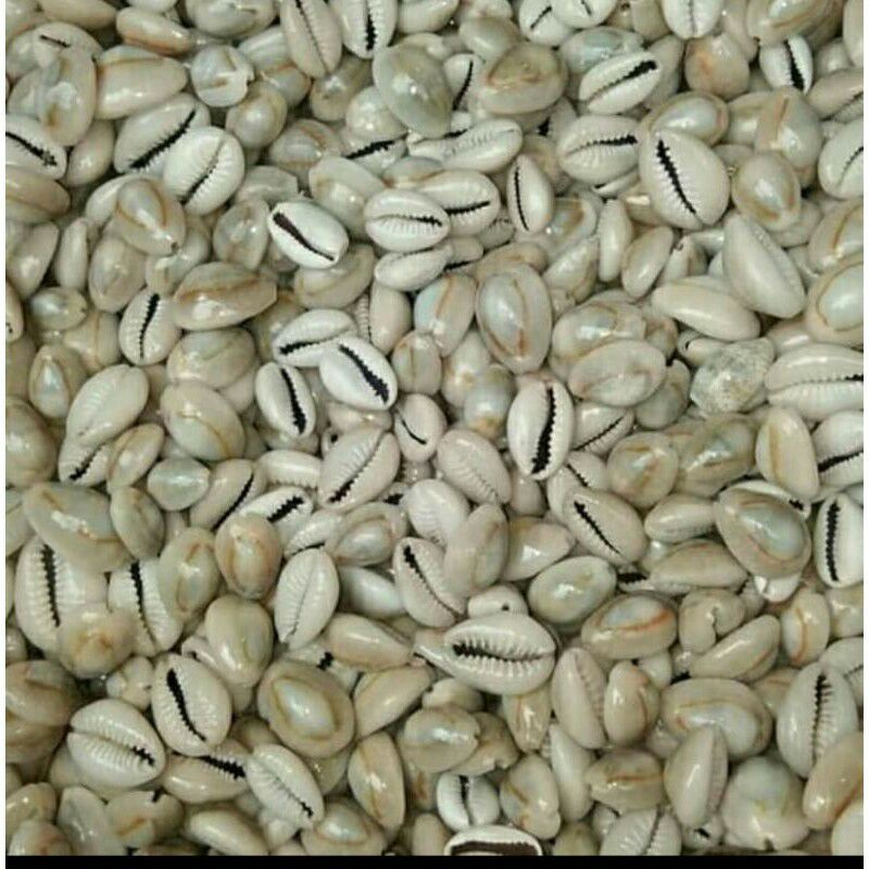 biji kerang congkak /murah original hasil laut  kuwuk kuwuk / kucing" mainan anak