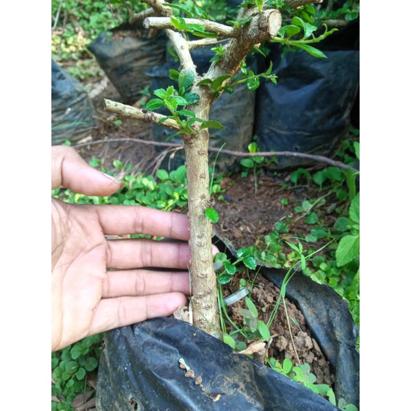 bibit hokiantea buah sejari bahan bonsai