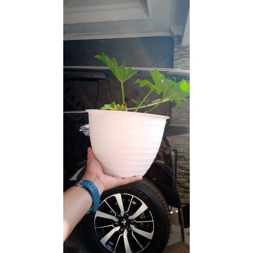 POT TAWON ukuran 25cm putih Pot Madu Lebah Sarang Tawon 25 21 Putih