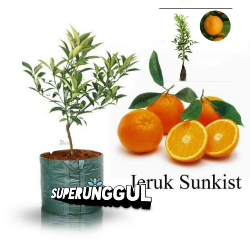 Bibit Jeruk Sunkish Superunggul