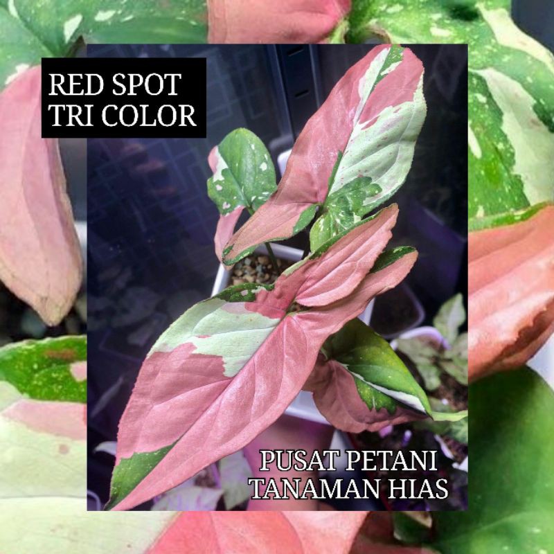 Bibit syngonium Red spot tri color batang/bonggol