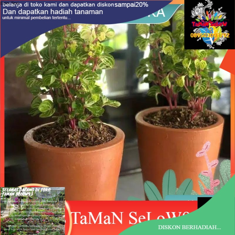 paket 10 tanaman krokot batang merah