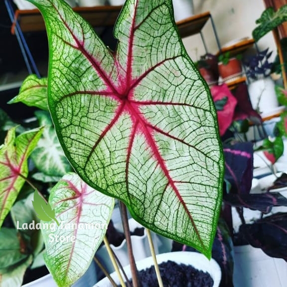 paket 4 kladi hias /keladi thailand /keladi white queen