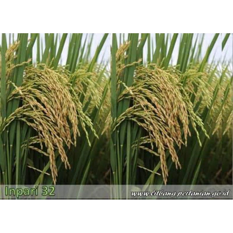 BENIH PADI INPARI 32 LABEL PUTIH (Minimal  Beli 10kg)