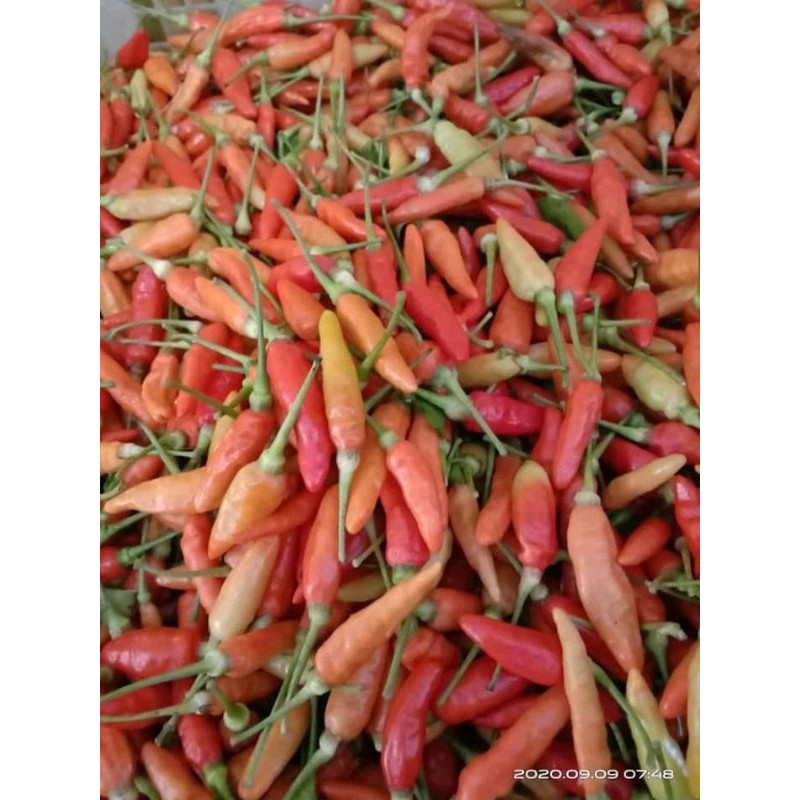 

Lombok Merah / Cabe rawit