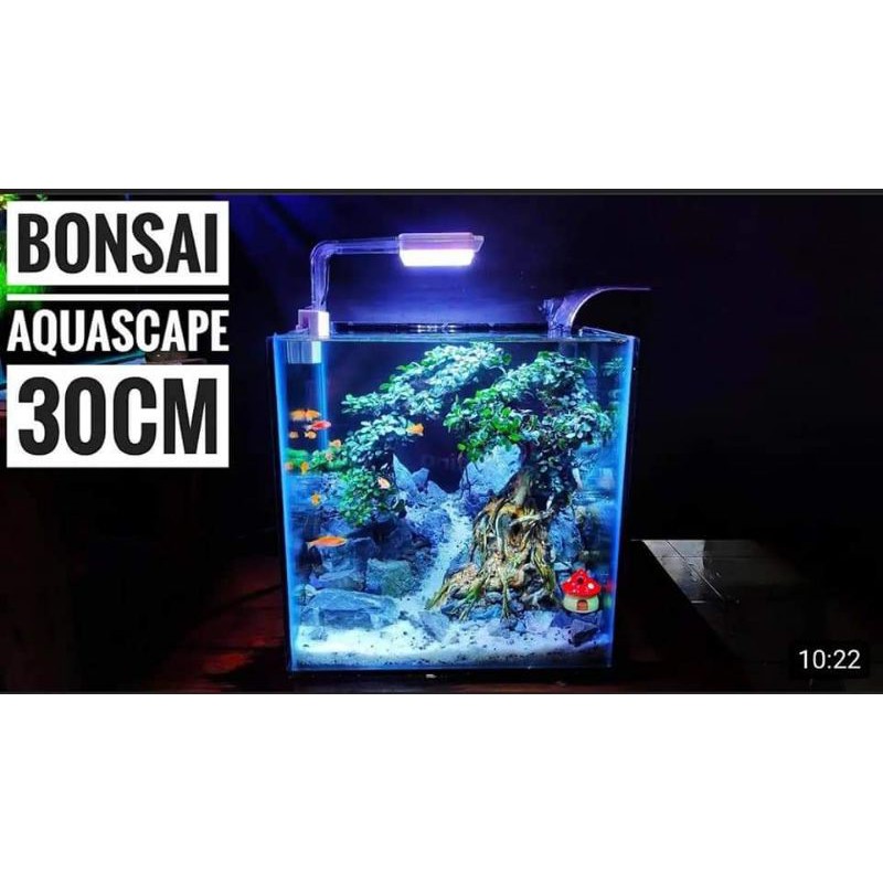 

aquascapebonsai