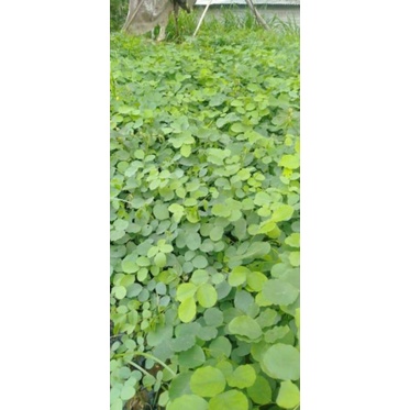 Paket 10 batang bibit kayu sonokeling super