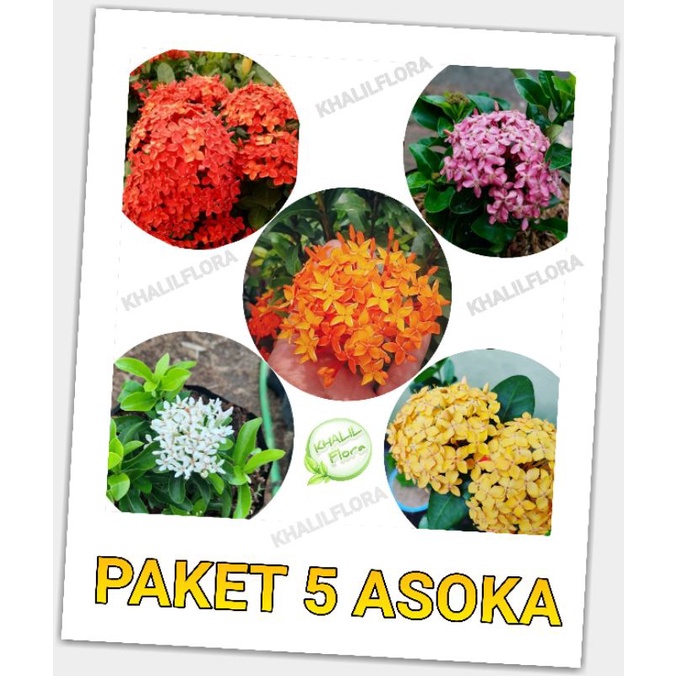 PAKET TANAMAN HIAS ASOKA - BUNGA ASOKA MINI HIDUP 5 JENIS