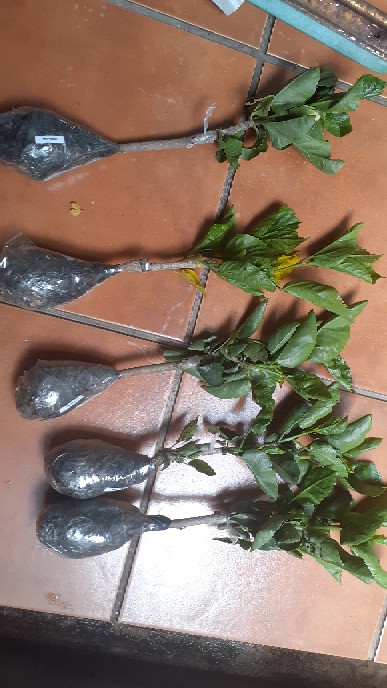 Paket Bunga Sepatu 5pcs