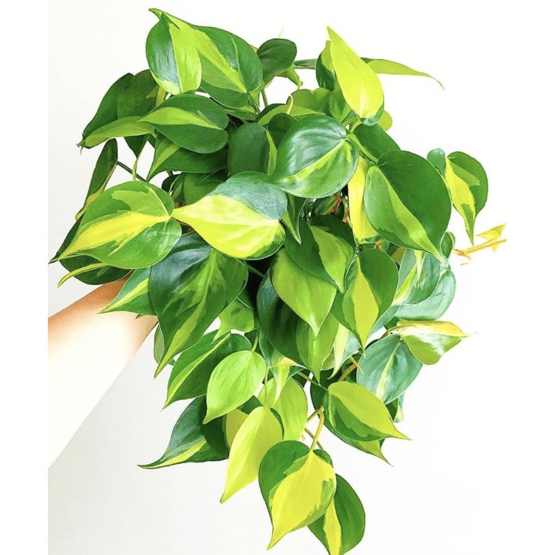 Tanaman hias pilo brazil srigading brazil sirih brazil-bunga gantung-bunga hidup-tanaman hias hidup-