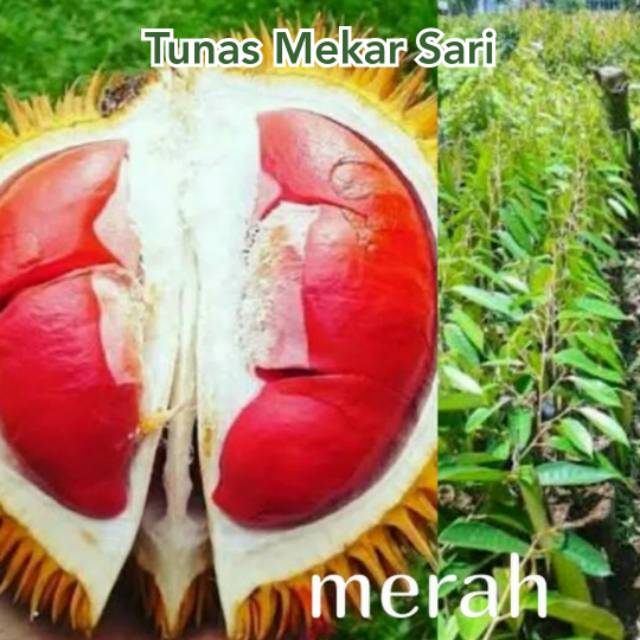 Bibit durian merah