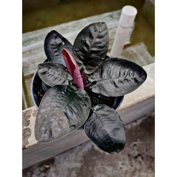 Homalomena schismatoglottis black metalica