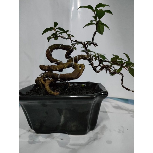 Bonsai Sakura Micro Bonsai Mirten Sakura Mame