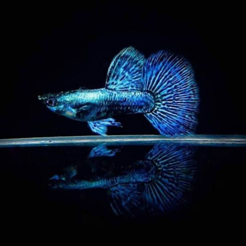 Ikan Guppy Blue Dragon