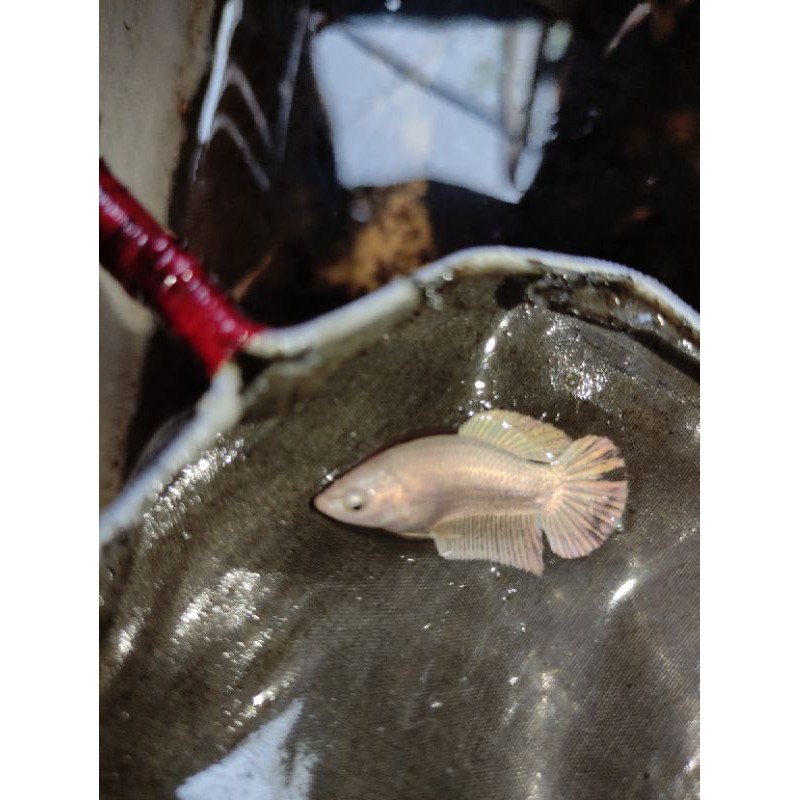 Ikan cupang super gold, plakat gold bahanan (foto real pict)