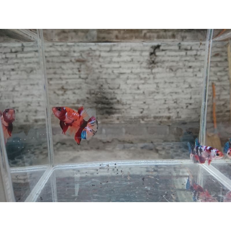 Cupang rekber lelang KLCI new