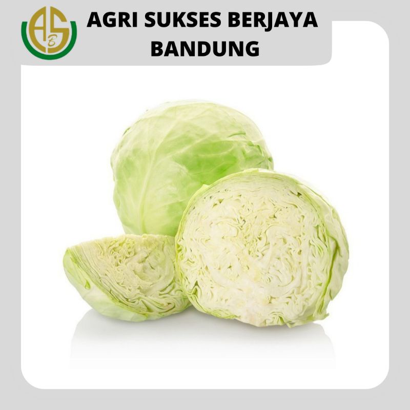 

Kol Putih Conventional - 500 gram