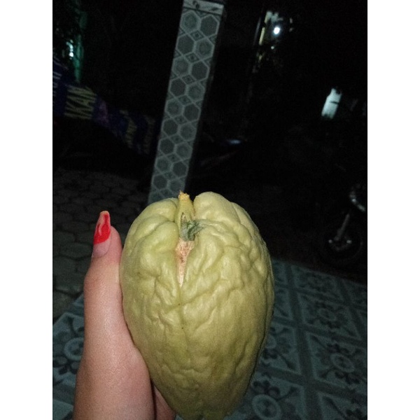 bibit waluh / labu sayur