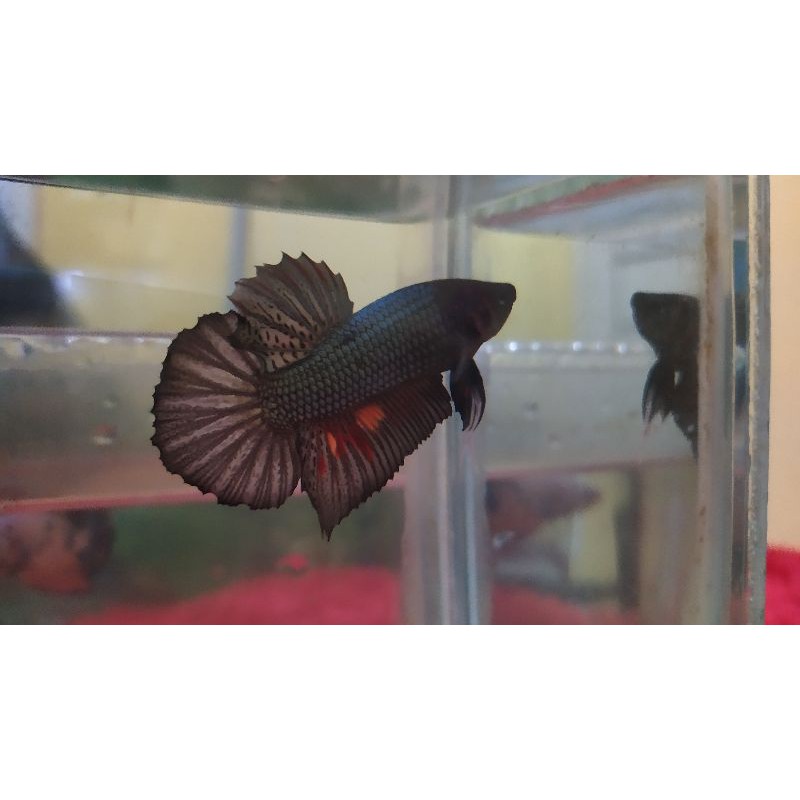 Cupang HMPK COOPER SIAP BREED