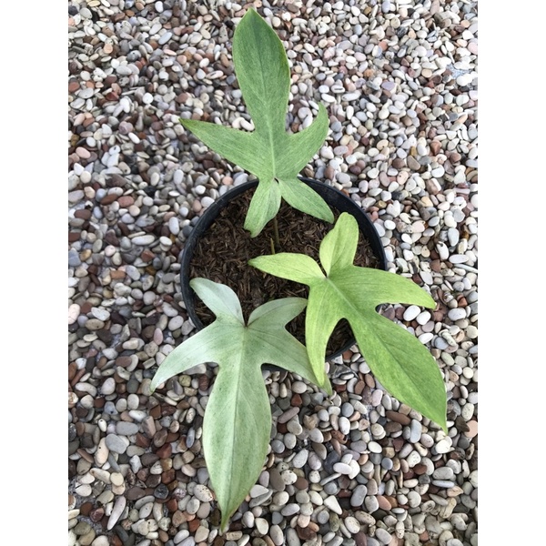 Philodendron Florida Ghost Mint