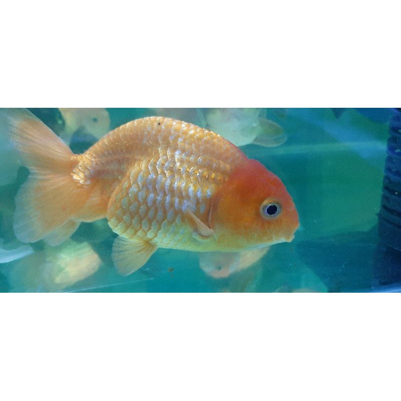 ikan koki Ranchu jumbo