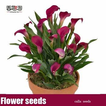 Biji Benih Bunga Bunga Calla Lily Langka